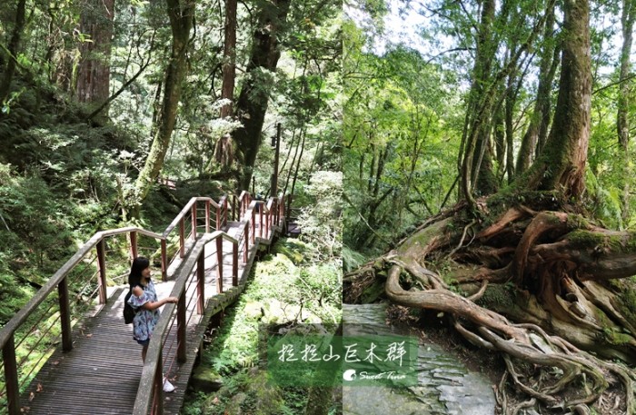 拉拉山神木群步道步行時間