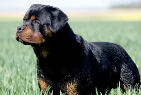 羅威納斷尾過程