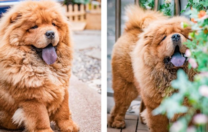 帶寵物旅行住宿