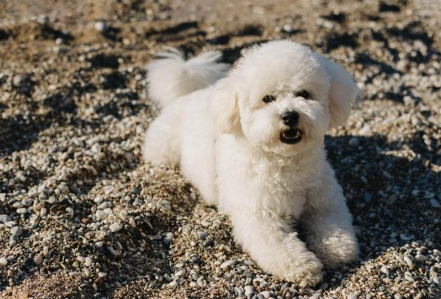 比熊犬健康問題