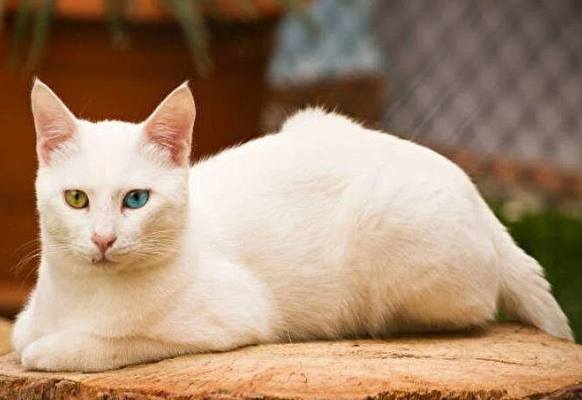 波斯貓護理方法