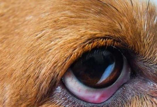 狗狗眼睛紅原因