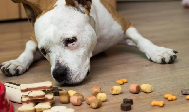 狗飲食安全