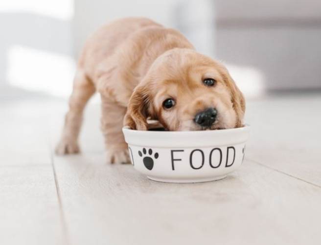 狗狗吃魚油好處