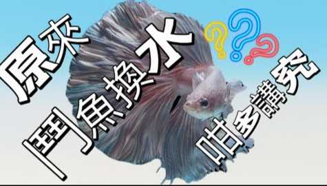 鬥魚水質管理