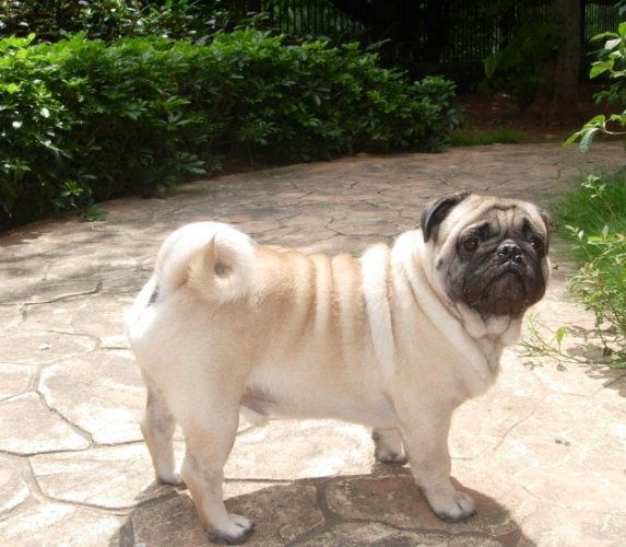 巴哥犬照顧指南