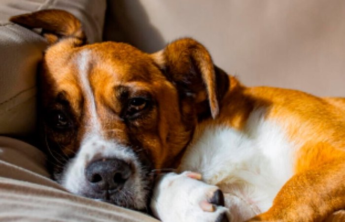 狗嘔吐黃色液體