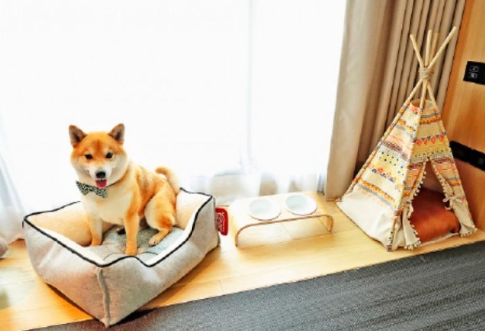 帶寵物住宿台北