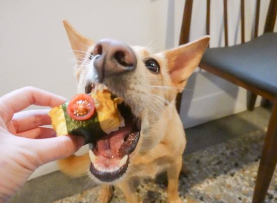 狗狗吐食物原因