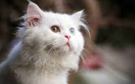 波斯貓健康問題