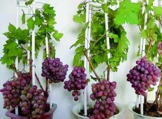 嘉寶果種子處理