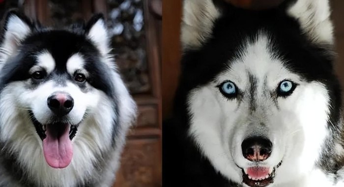 哈士奇饲养难度