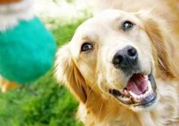 一年期寵物託管