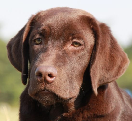 延长拉布拉多寿命