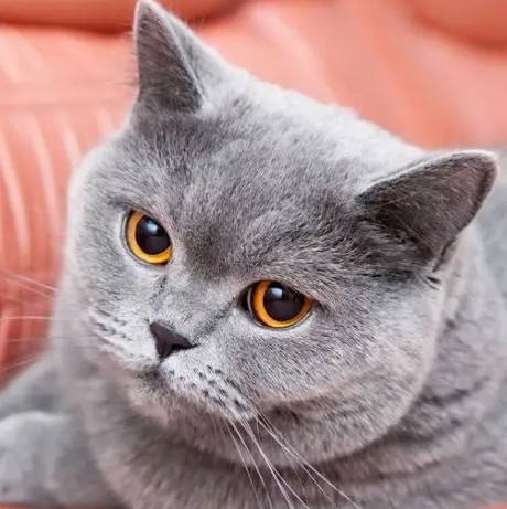 英國短毛貓飼養