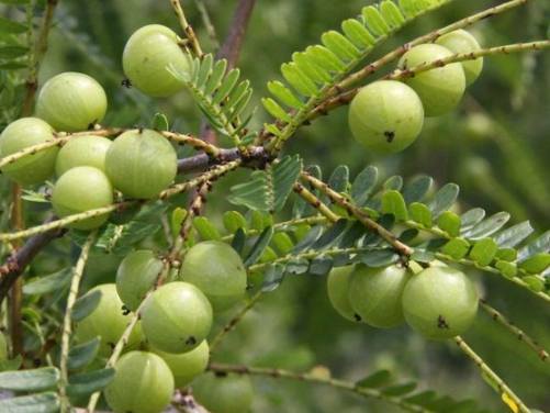油甘果種植技術