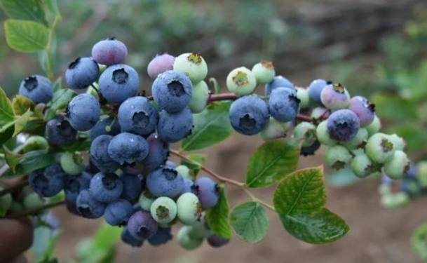 樹葡萄藍莓營養