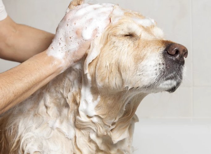 狗狗洗澡眼睛不適