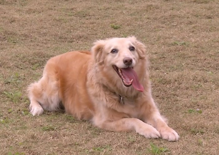 黃金獵犬鮮食食譜