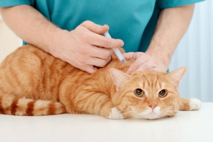 貓疱疹病毒預防