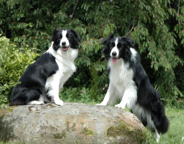 邊境牧羊犬聰明度