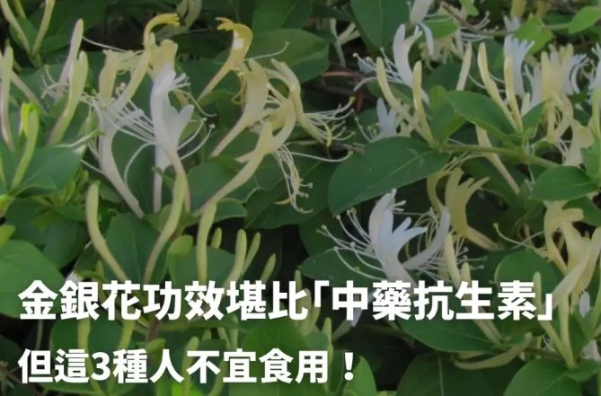 金銀花中醫應用