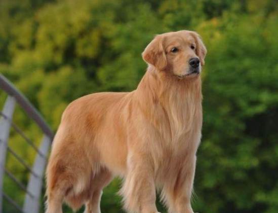 拉布拉多金毛比较