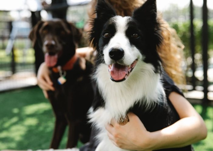 犬類智商排行榜