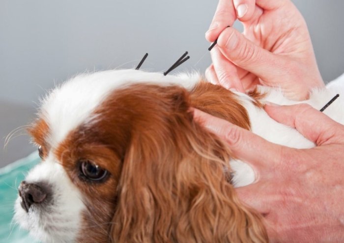 狗針灸不良反應