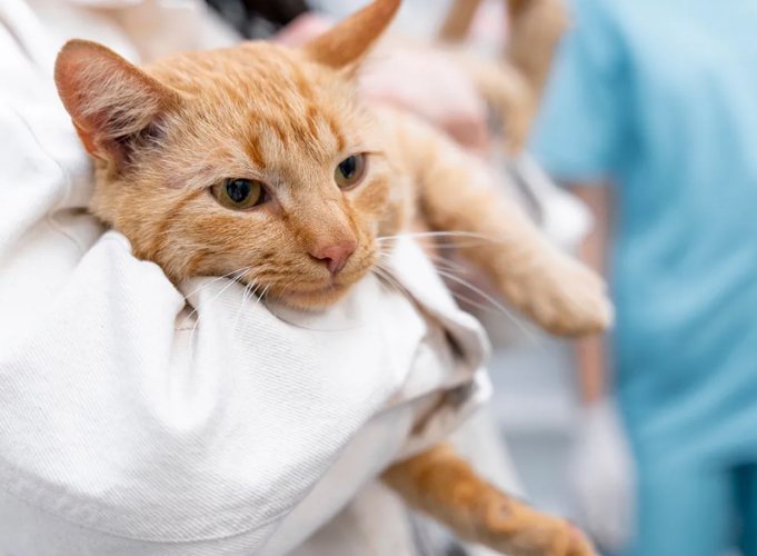 貓疱疹病毒預防