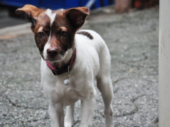 流浪狗認養流程