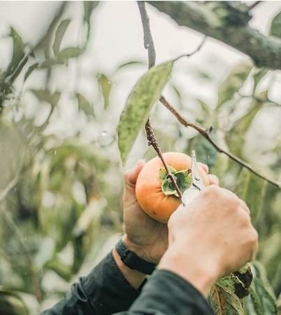 採柿子注意事項