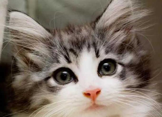 貓角膜受傷預防