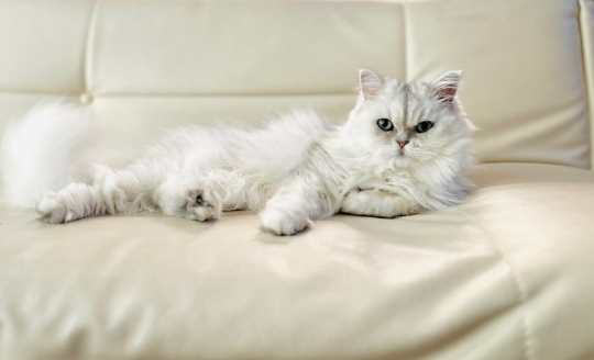 波斯貓健康問題