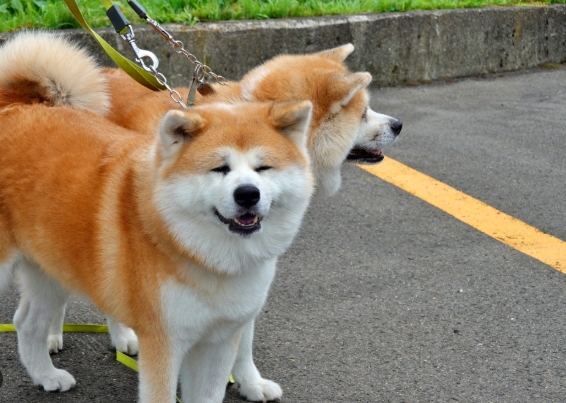 秋田犬性格問題