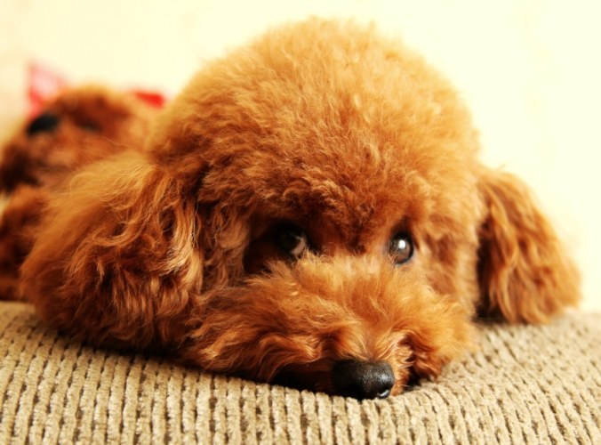 寵物毛髮營養補充