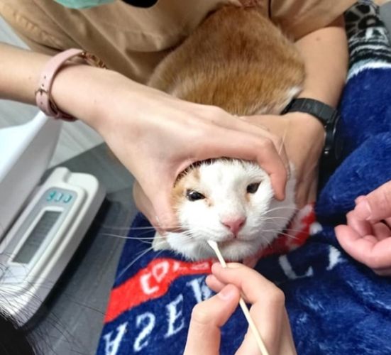 流浪貓健康檢查