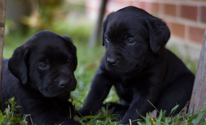 拉布拉多幼犬飼養