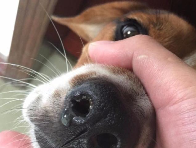 狗狗流鼻水處理