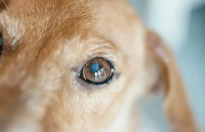 狗眼睛紅腫原因