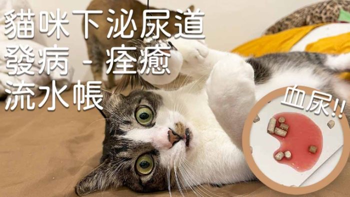 貓血尿原因