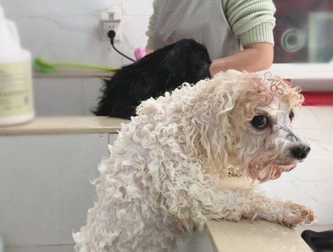 狗狗洗澡眼睛不適