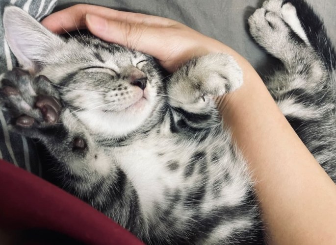 幼貓拉肚子禁食