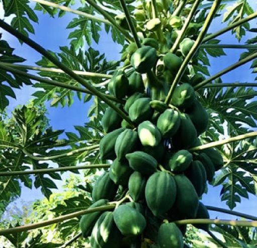 青木瓜茶副作用