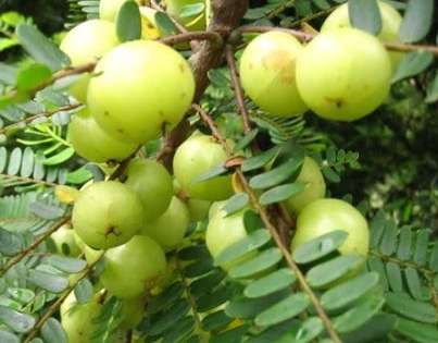 油甘果種植技術