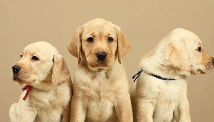 拉布拉多犬性格