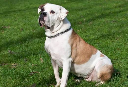 狗狗無法養處理