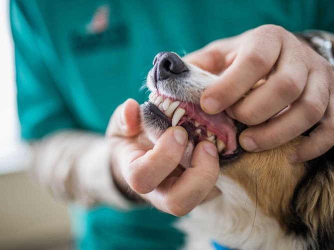 狗狗洗牙注意事項