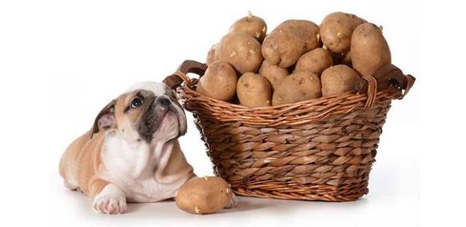 狗狗吃馬鈴薯