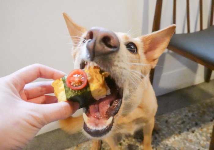 狗嘔吐黃色液體